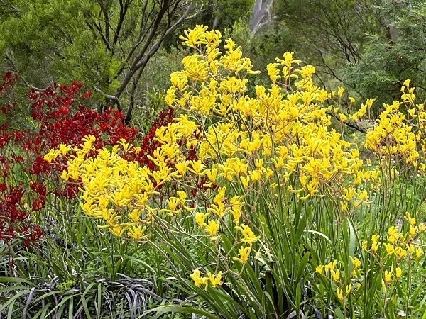 455342 - Kangaroo paw (Anigozanthos flavidus)
