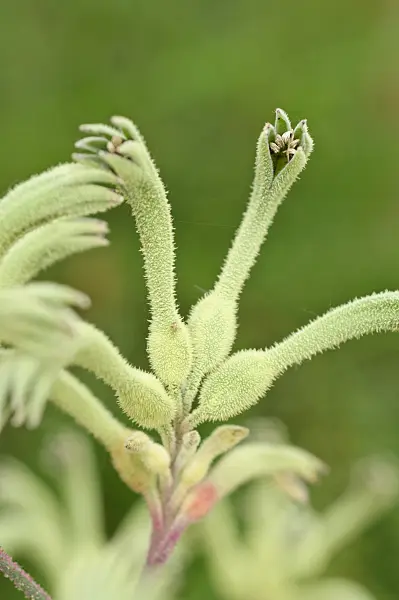 487122 - Kangaroo paw (Anigozanthos flavidus)