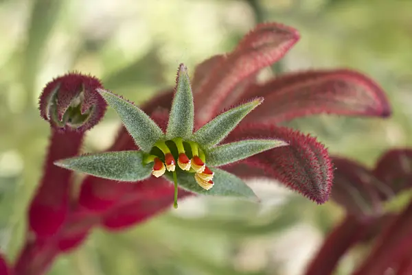 608078 - Kangaroo paw (Anigozanthos flavidus)