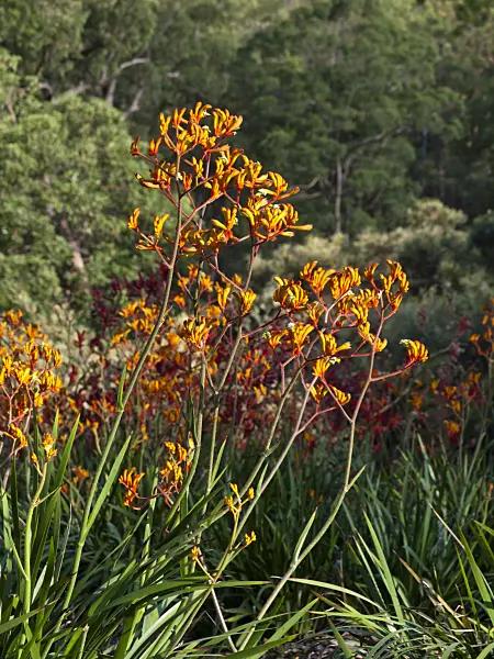 455068 - Kangaroo paw (Anigozanthos Topaz)