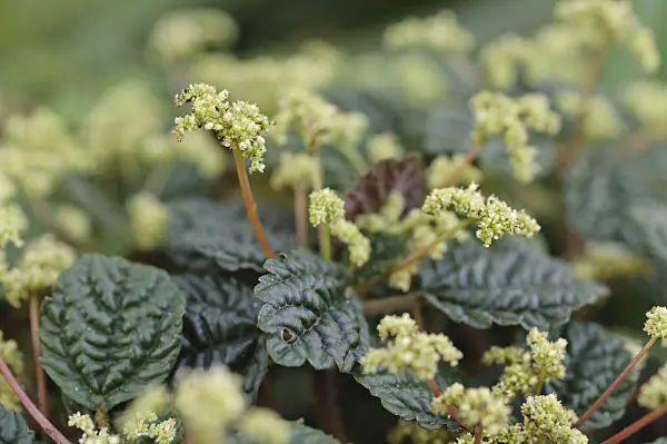 477114 - Kanonierblume (Pilea repens)