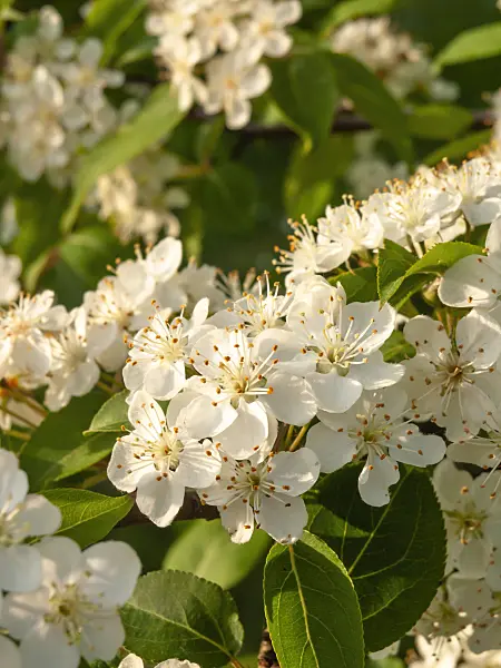 448045 - Kansu crab apple (Malus kansuensis)