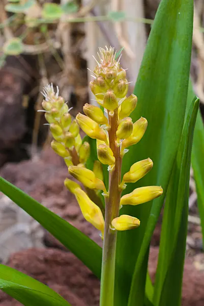 672017 - Kaphyazinthe (Lachenalia)