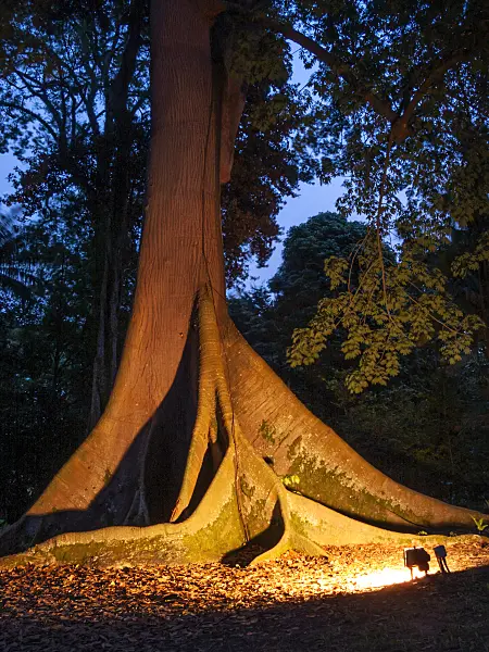 411253 - Kapok (Ceiba pentandra)