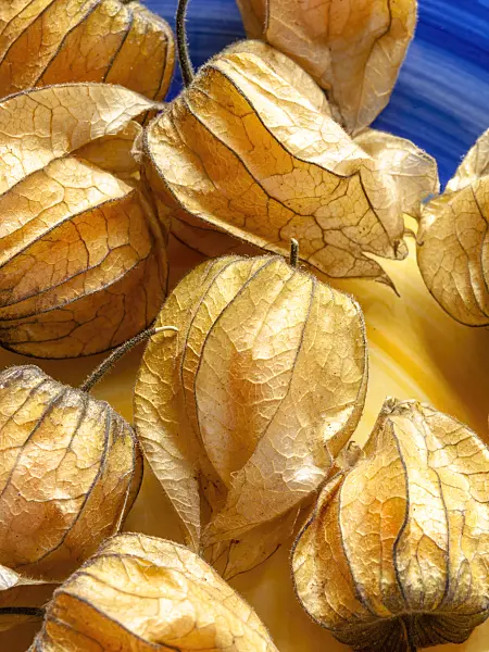436107 - Kapstachelbeere (Physalis peruviana)