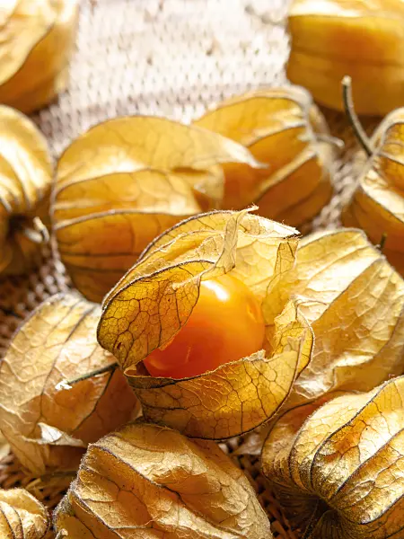 436108 - Kapstachelbeere (Physalis peruviana)