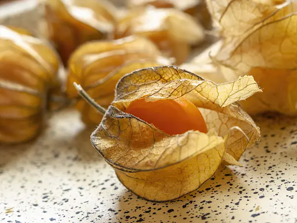 436111 - Kapstachelbeere (Physalis peruviana)
