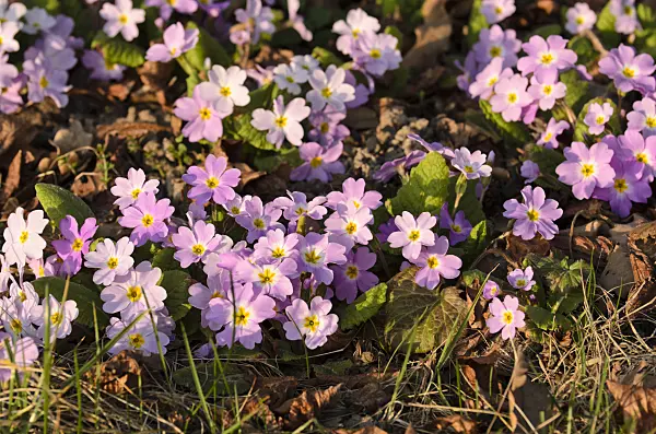 506028 - Karnevalsprimel (Primula vulgaris subsp. sibthorpii)