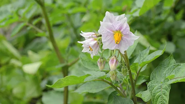 498344 - Kartoffel (Solanum tuberosum)