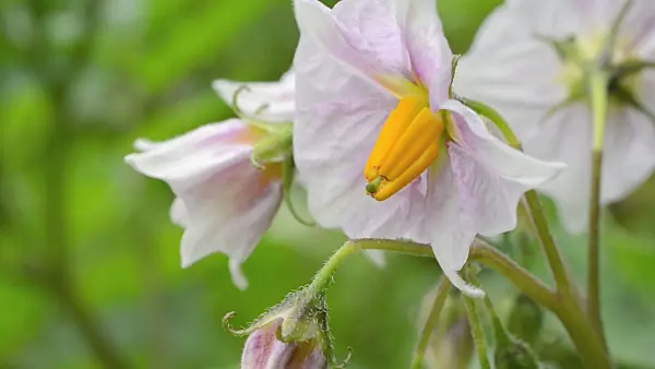 498345 - Kartoffel (Solanum tuberosum)