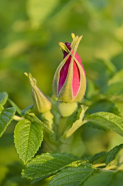 520370 - Kartoffelrose (Rosa rugosa)