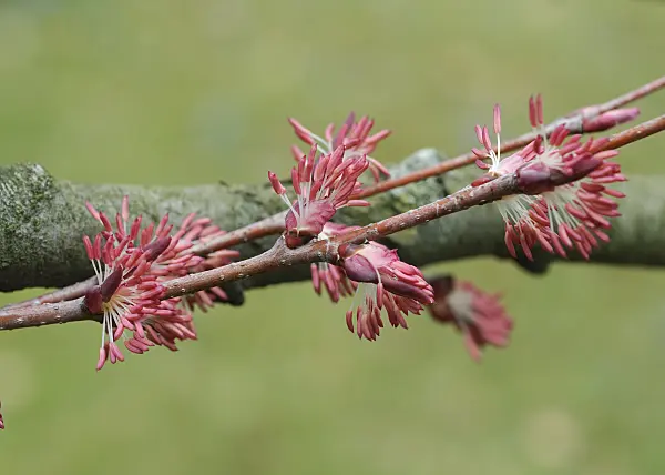 547103 - Katsura (Cercidiphyllum japonicum)
