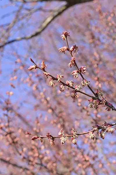 470103 - Katsura (Cercidiphyllum japonicum) avec des fleurs mâles