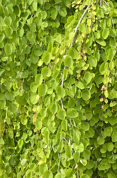 520387 - Katsura (Cercidiphyllum japonicum 'Pendulum')