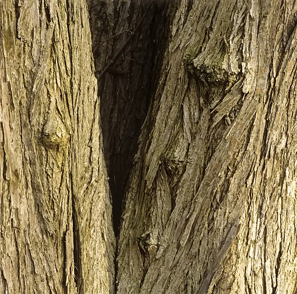 253001 - Katsura tree (Cercidiphyllum japonicum)
