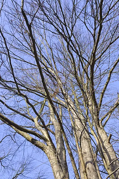 466096 - Katsura tree (Cercidiphyllum japonicum)
