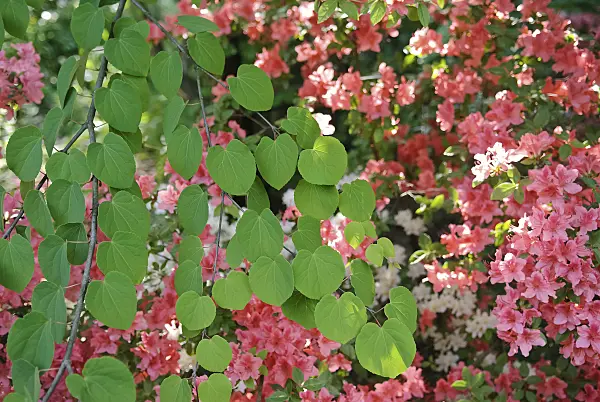490040 - Katsura tree (Cercidiphyllum japonicum)