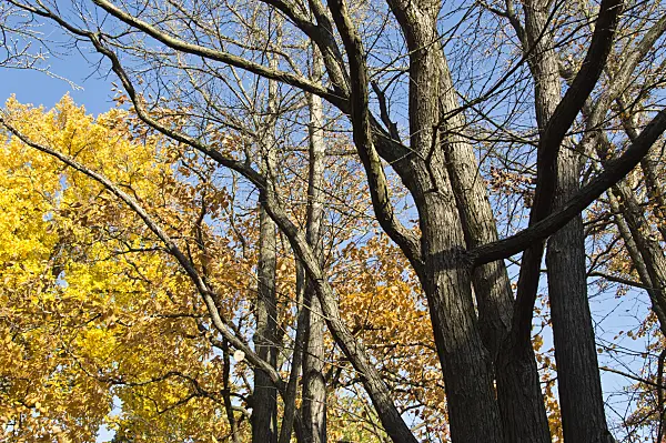 513062 - Katsura tree (Cercidiphyllum japonicum)