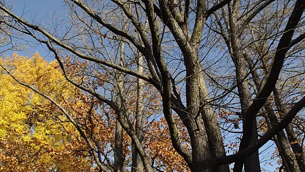 513072 - Katsura tree (Cercidiphyllum japonicum)