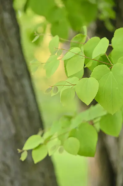 544048 - Katsura tree (Cercidiphyllum japonicum)