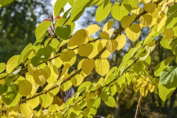 558069 - Katsura tree (Cercidiphyllum japonicum)
