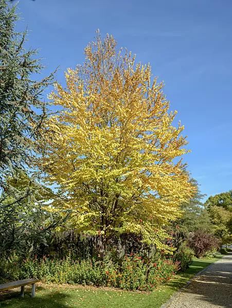 558070 - Katsura tree (Cercidiphyllum japonicum)