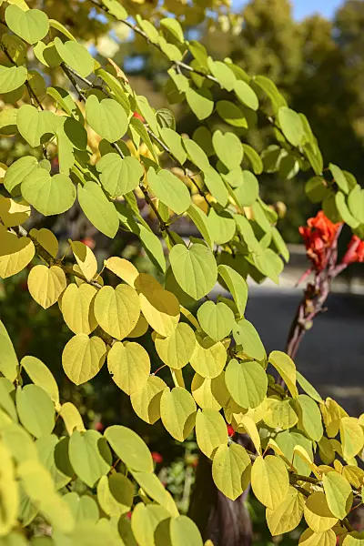 558071 - Katsura tree (Cercidiphyllum japonicum)