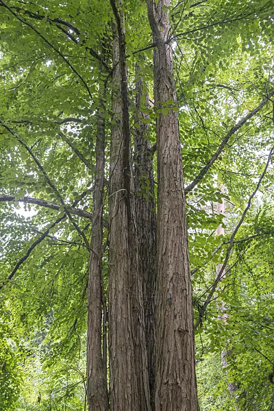 625141 - Katsura tree (Cercidiphyllum japonicum)