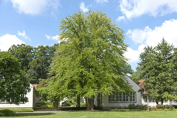 625142 - Katsura tree (Cercidiphyllum japonicum)
