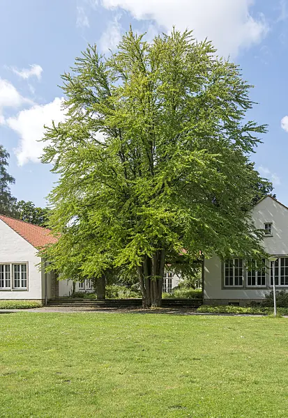 625143 - Katsura tree (Cercidiphyllum japonicum)