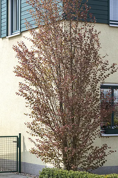 625144 - Katsura tree (Cercidiphyllum japonicum)