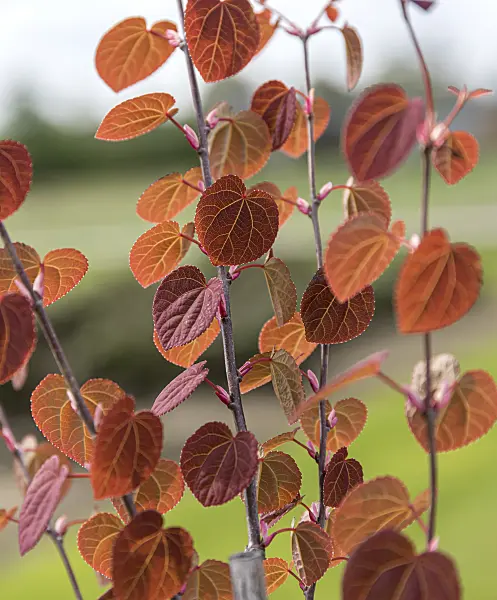 625145 - Katsura tree (Cercidiphyllum japonicum)