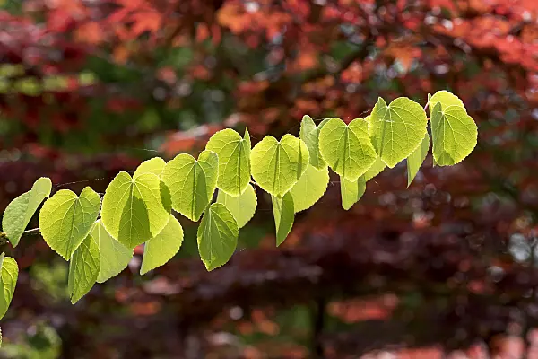 625146 - Katsura tree (Cercidiphyllum japonicum)