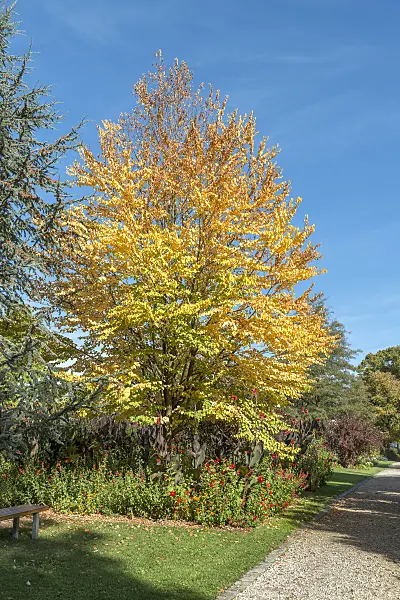 625147 - Katsura tree (Cercidiphyllum japonicum)