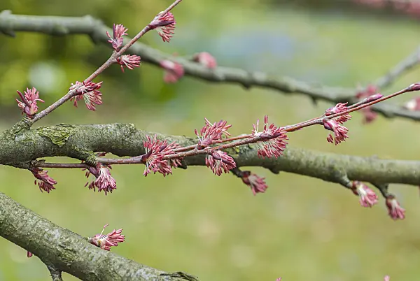 635026 - Katsura tree (Cercidiphyllum japonicum)