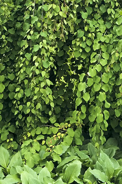 390162 - Katsura tree (Cercidiphyllum japonicum 'Pendulum')
