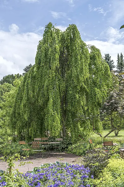 625137 - Katsura tree (Cercidiphyllum japonicum 'Pendulum')