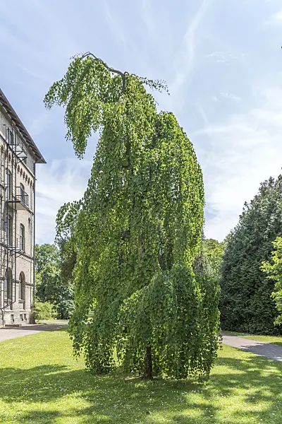 625138 - Katsura tree (Cercidiphyllum japonicum 'Pendulum')