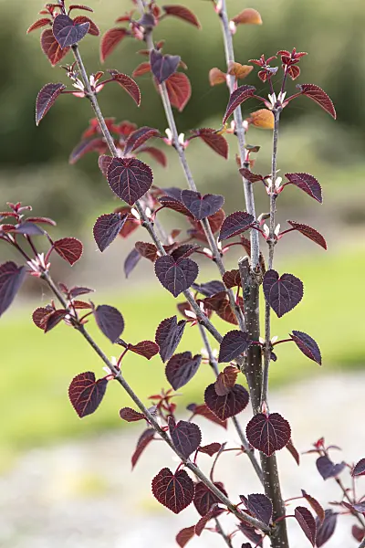 625139 - Katsura tree (Cercidiphyllum japonicum 'Rotfuchs')