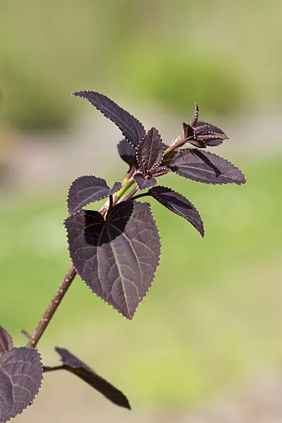 625140 - Katsura tree (Cercidiphyllum japonicum 'Rotfuchs')