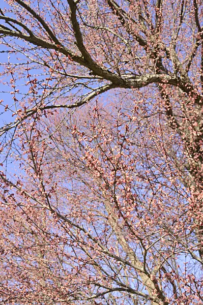 470101 - Katsura tree (Cercidiphyllum japonicum) with male flowers