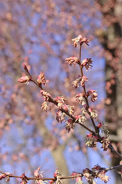 470104 - Katsura tree (Cercidiphyllum japonicum) with male flowers