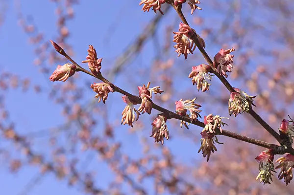 470105 - Katsura tree (Cercidiphyllum japonicum) with male flowers