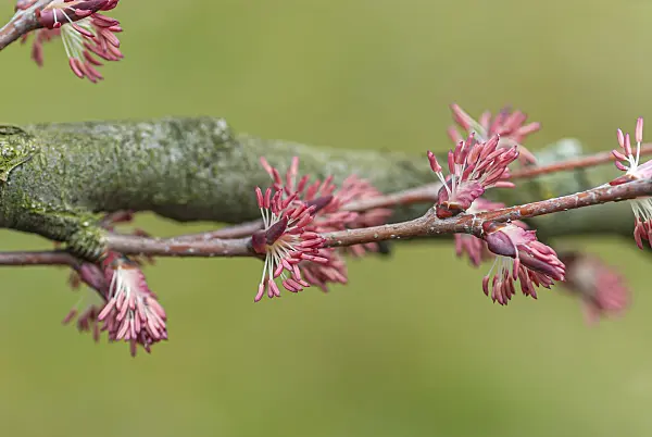 635025 - Katsurabaum (Cercidiphyllum japonicum)