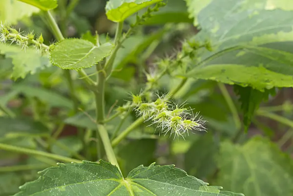 573001 - Katzenschwanz (Acalypha wilkesiana)