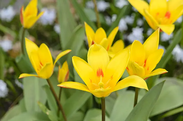 543011 - Kaufmanniana tulip (Tulipa Guiseppe Verdi)