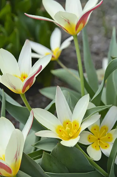 495003 - Kaufmanniana tulip (Tulipa The First)
