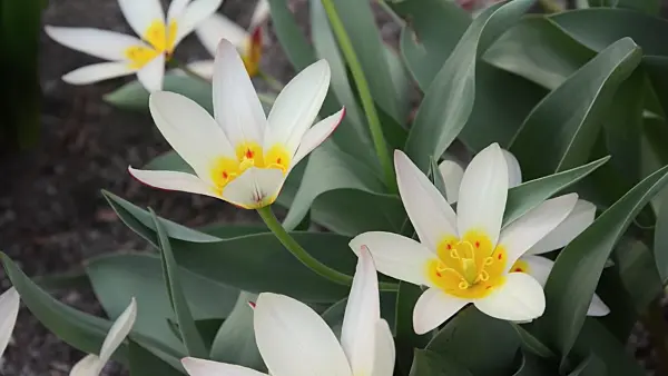 495023 - Kaufmanniana tulip (Tulipa The First)