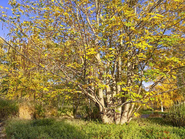 442129 - Kaukasische Flügelnuss (Pterocarya fraxinifolia)