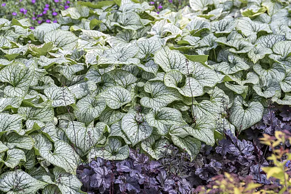 651124 - Kaukasus-Vergissmeinnicht (Brunnera macrophylla 'Jack Frost' syn. Myosotis macrophylla 'Jack Frost')